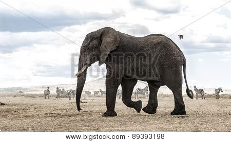 Elephant walking, Serengeti, Tanzania, Africa