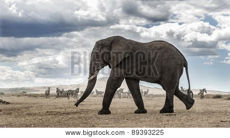 Elephant walking