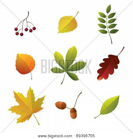 Set Of Autumn Details