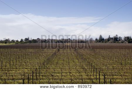 Winter wijnstokken Nz 04