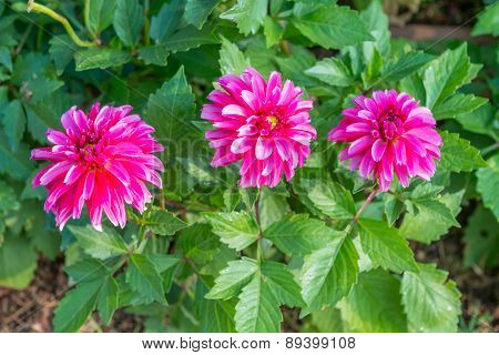 Beautiful Pink Dahlia Flowers Background