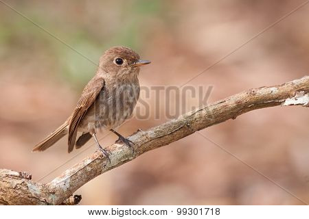 Brown-streaked Flycatcher