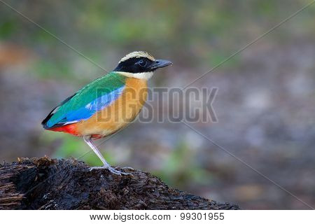 Blue-winged Pitta