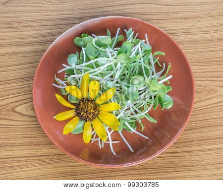 Sunflower And Sprouts