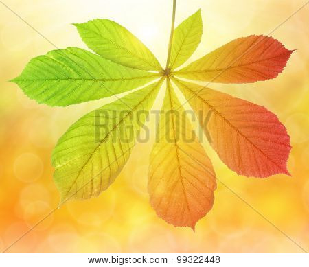 Autumn leaf of chestnut tree (Aesculus hippocastanum) on natural blurred background
