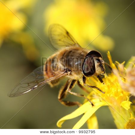 Abeja