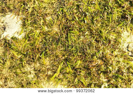 Green Algea In The Sea