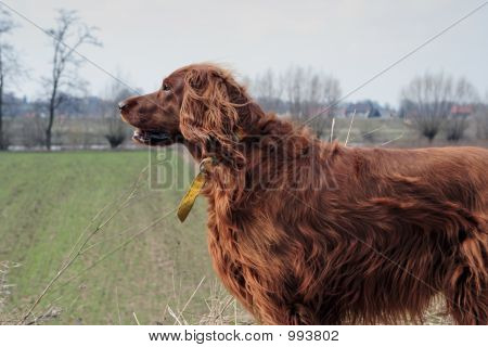 Setter