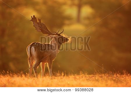 golden buck