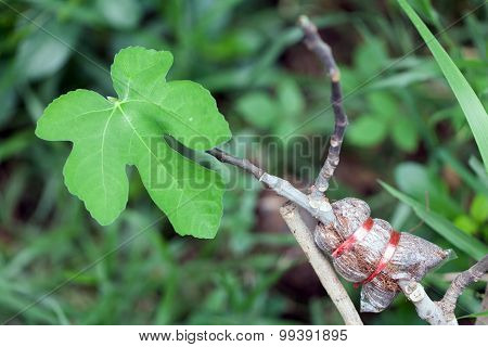 Air Layering Figs