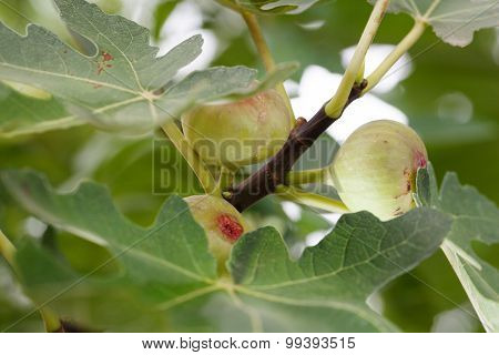 Green Figs Tree