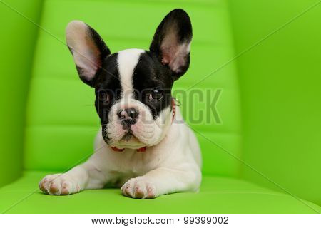 French Bulldog Puppy