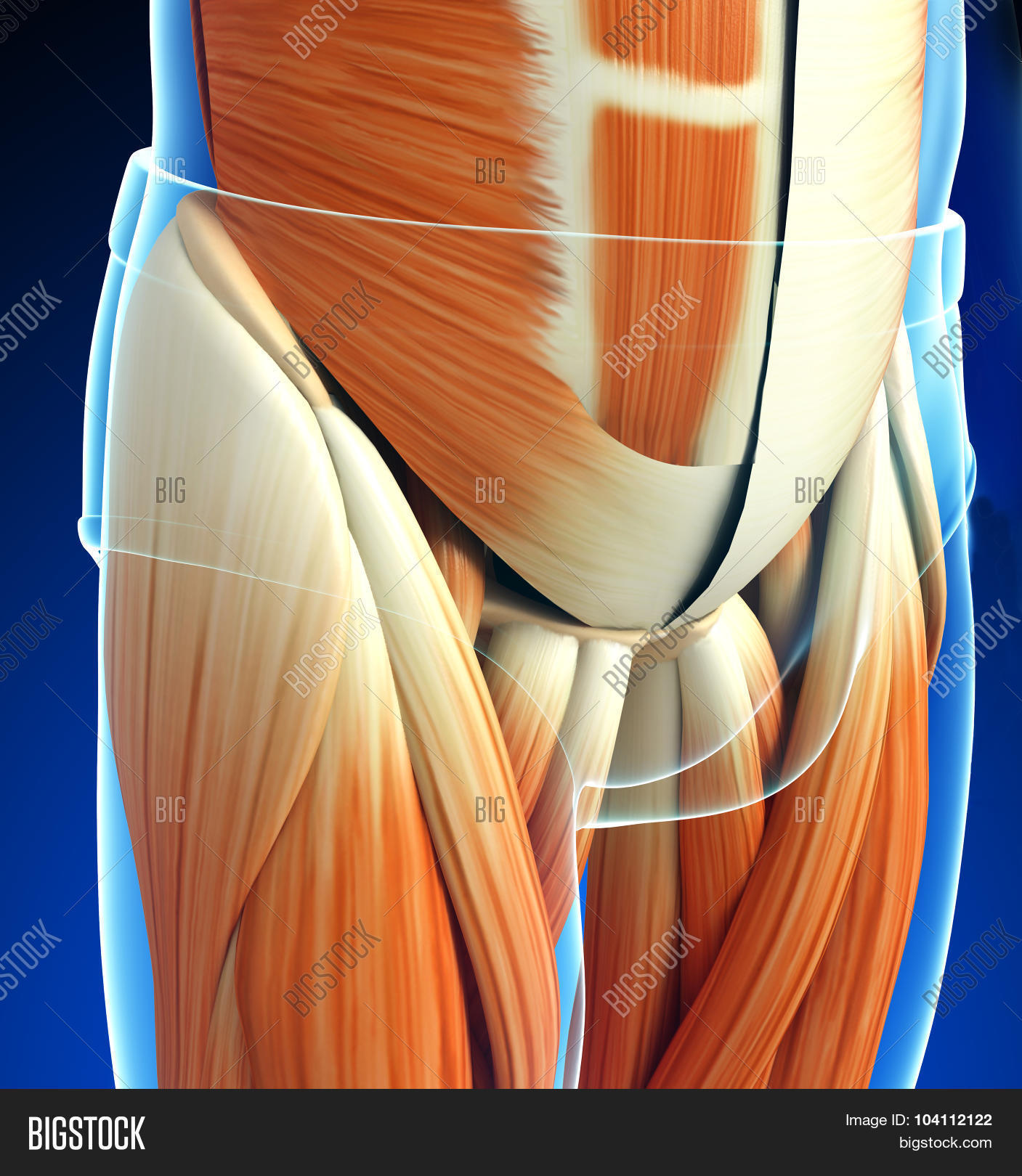 Pictures Pelvic Male Male Pelvic Muscles Anatomy Stock Photo My XXX