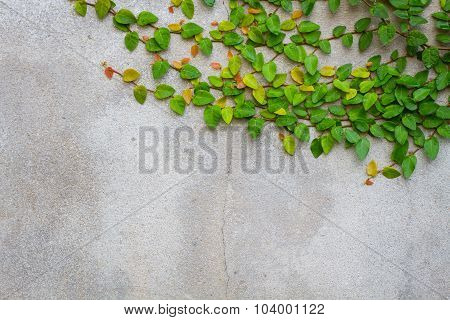 Coatbuttons Or Mexican Daisy On Concrete Wall, Copyspace