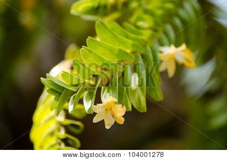 Dendrobium Ellipsophyllum Is Beautiful Flower And Have White, Yellow Colour