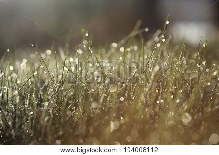 Grass covered with morning dew in the rays of sun