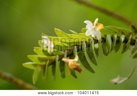Dendrobium Ellipsophyllum Is Beautiful Flower And Have White, Yellow Colour