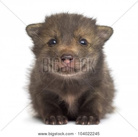Fox cub (4 weeks old) sitting in front of a white background