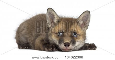 Fox cub (7 weeks old) lying in front of a white background