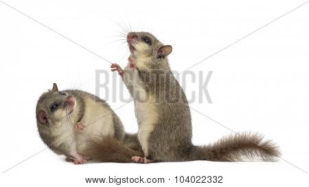 Edible dormouse in front of a white background