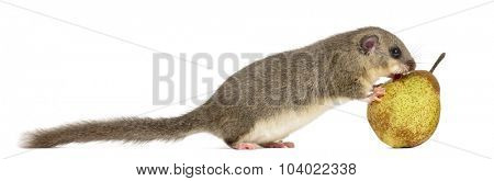 Edible dormouse eating a pear in front of a white background
