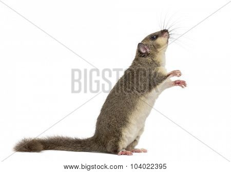 Edible dormouse in front of a white background