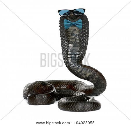 Portrait of Egyptian cobra wearing glasses and a bow tie against white background