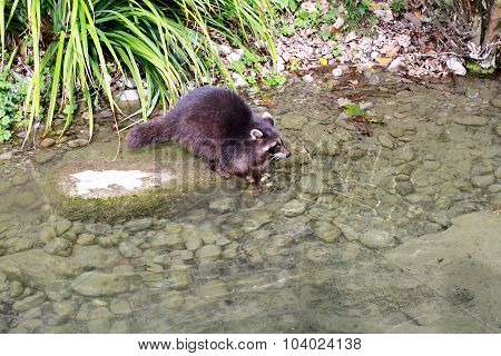 Raccoon Dog