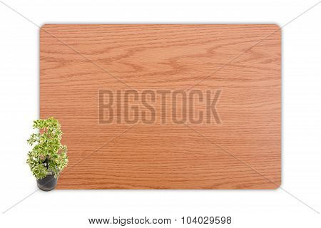 Houseplant, Polyscias In The Small Pots On Wood Texture Background.
