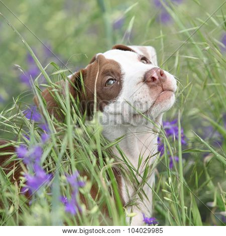 Amazing puppy of American Pit Bull Terrier in flowers