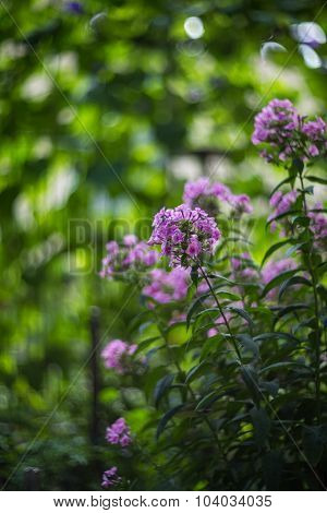 Blooming Garden Flowers