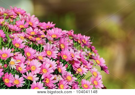 ?hrysanthemum
