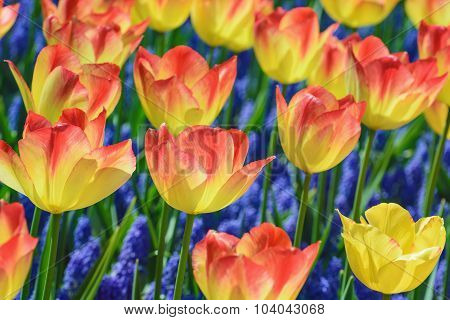 Tulips