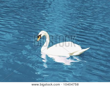 Cigno bianco nuoto
