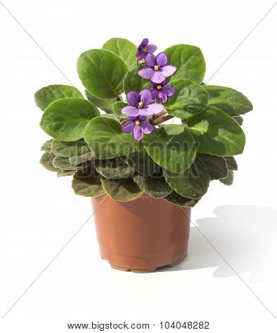 the Violet