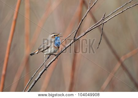Bluethroat In The Nature