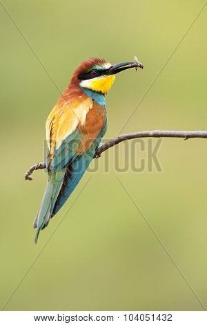 European Bee-eater With A Bee In A Beak