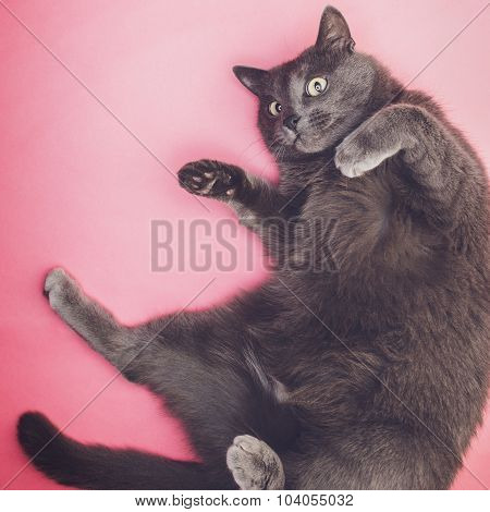 grey funny cat posing