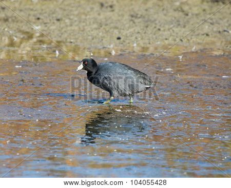 American Coot (Fulica americana)