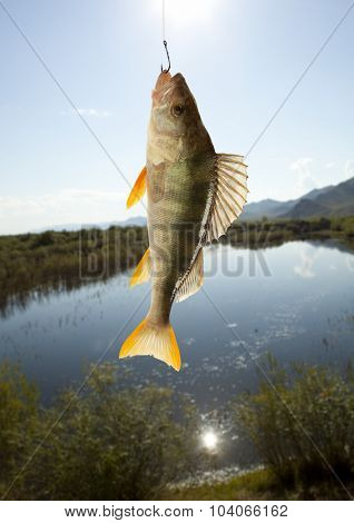 European perch (Perca fluviatilis). Against the background of the river
