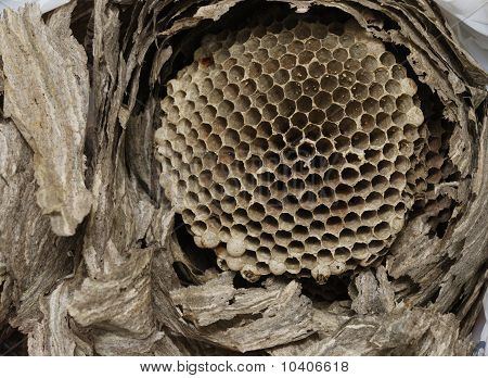 Vespine  Honeycomb