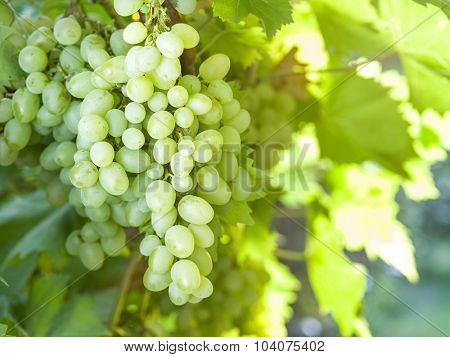 Ripe white grapes on the vine. Green sunny leaves on the background.
