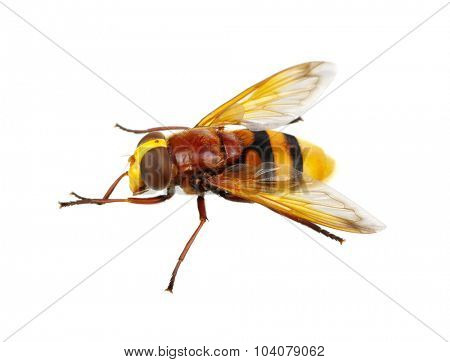Horsefly isolated on white