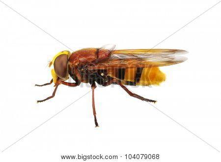 Horsefly isolated on white