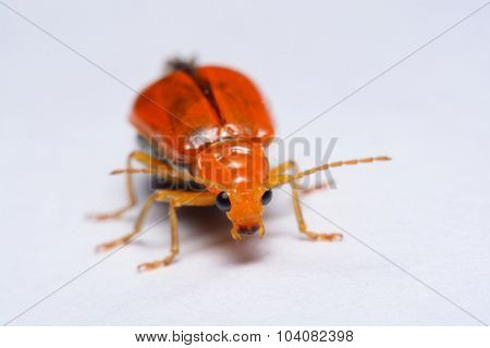 Close up Cucurbit leaf beetle Aulacophora indica on a white background