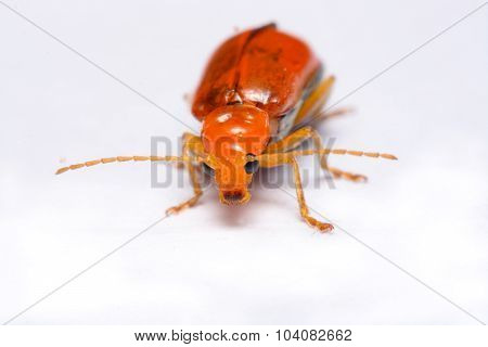 Close up Cucurbit leaf beetle Aulacophora indica on a white background