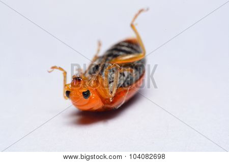 Close up Cucurbit leaf beetle Aulacophora indica on a white background
