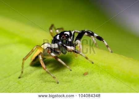 Close-up Of A Jumping Spider.