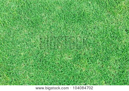 Grass Texture