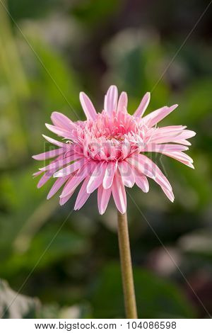 Pink Gerbera
